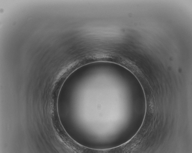 X0000068840732200605121406