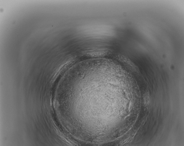 X0000068840733200605121406