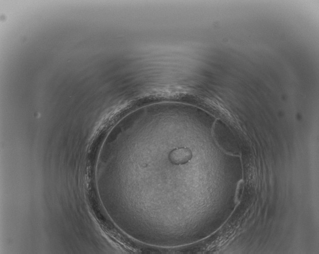 X0000068840736200605121406