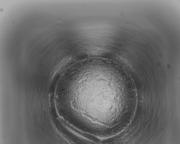 X0000068840738200605121406