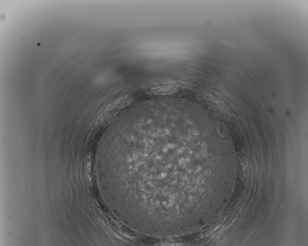 X0000068840745200605121406