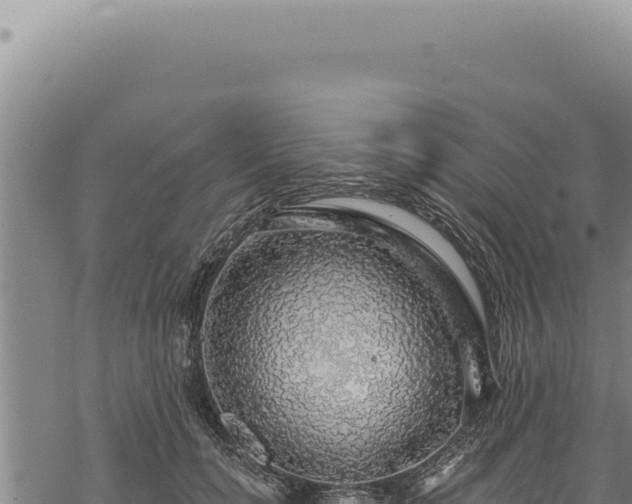 X0000068840750200605121406