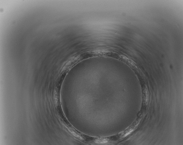 X0000068840762200605121406