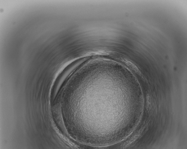 X0000068840784200605121405