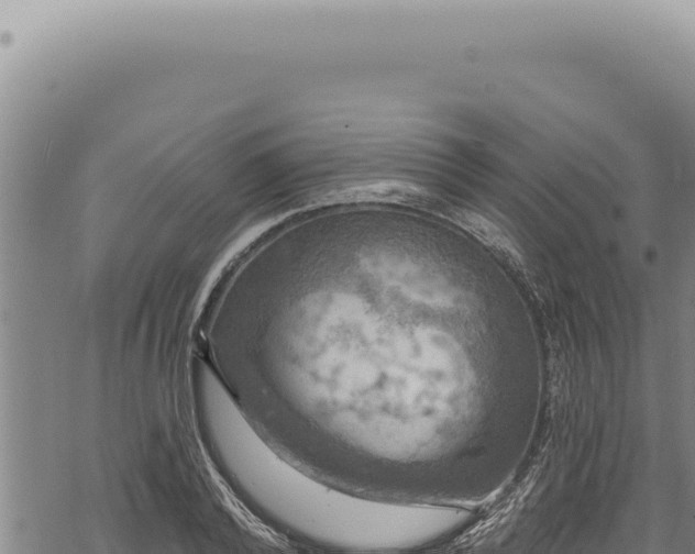 X0000068840792200605121405