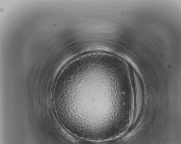 X0000068840799200605121405