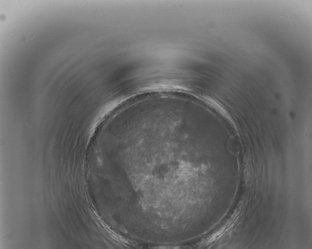 X0000068840831200605121404