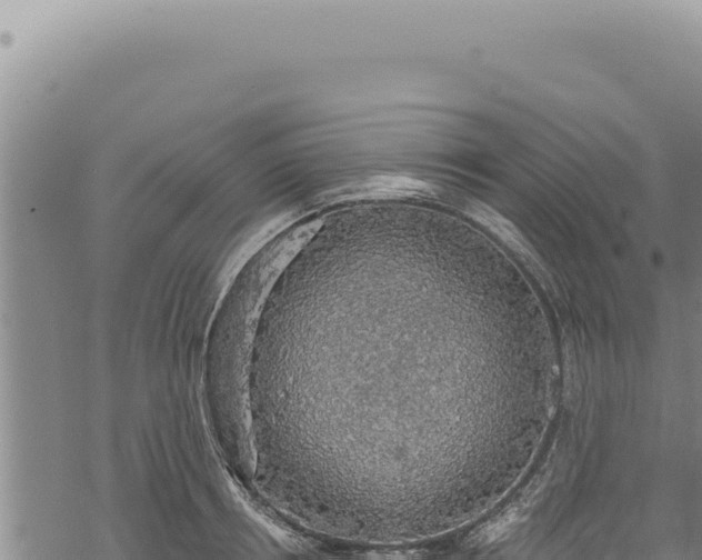 X0000068840850200605121405