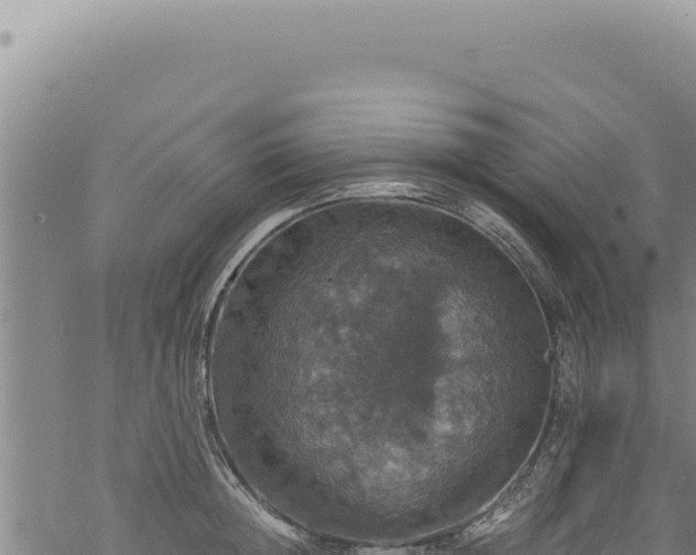 X0000068840852200605121405