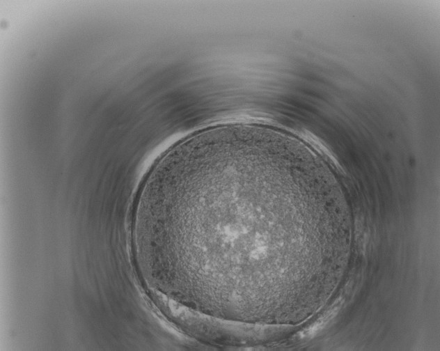 X0000068840854200605121405