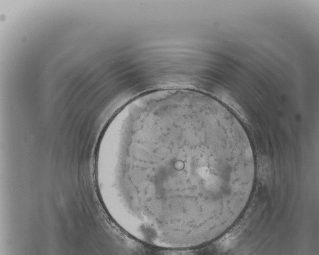 X0000068840856200605121405