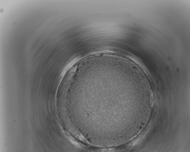 X0000068840858200605121405