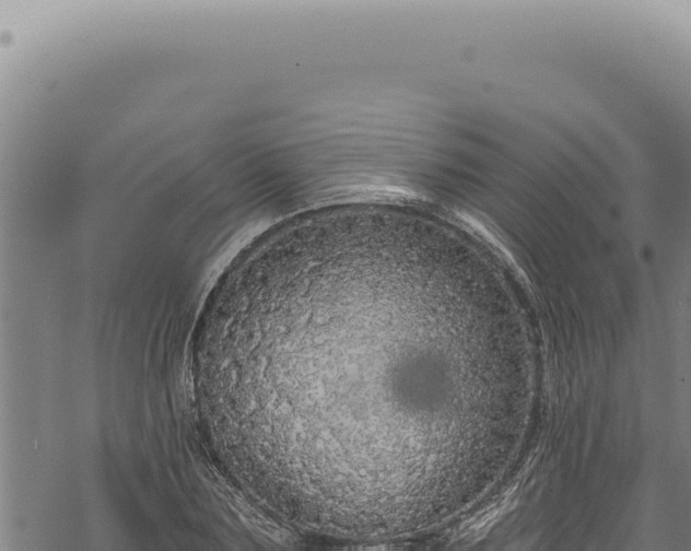 X0000068840883200605121404