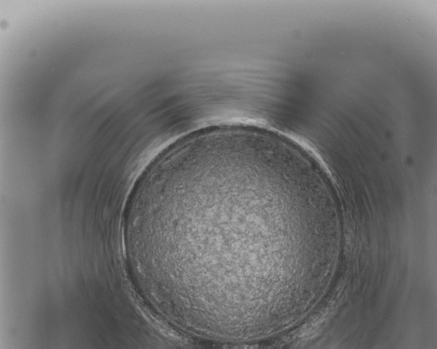 X0000068840887200605121404