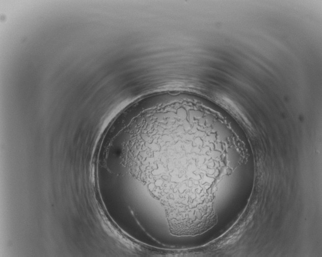 X0000068840900200605121403