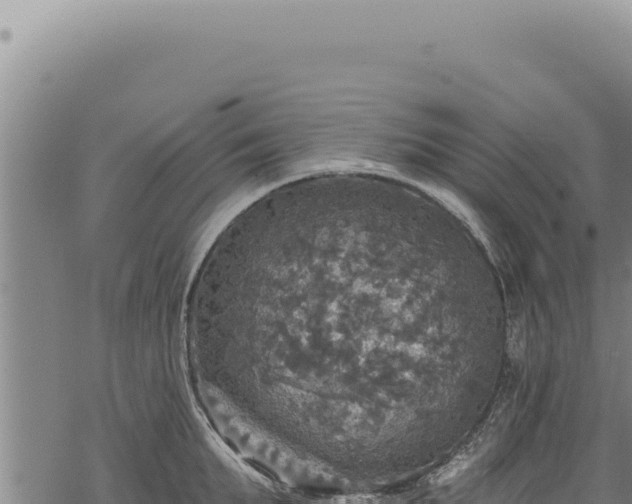 X0000068840903200605121403