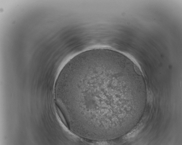 X0000068840911200605121403