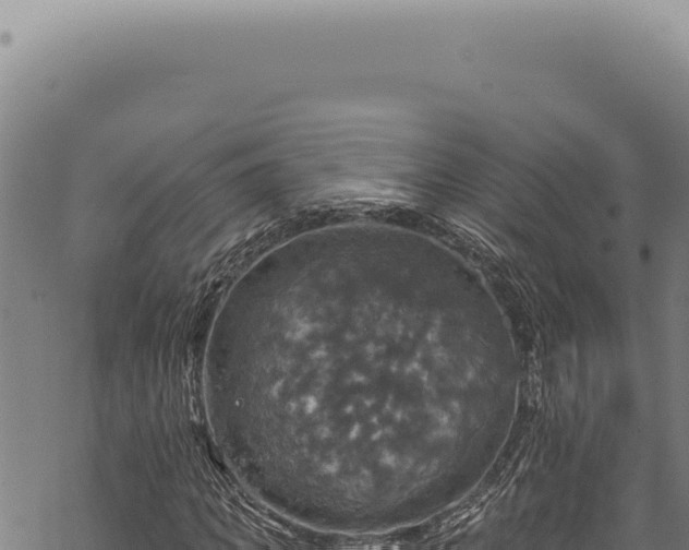 X0000068840917200605121403