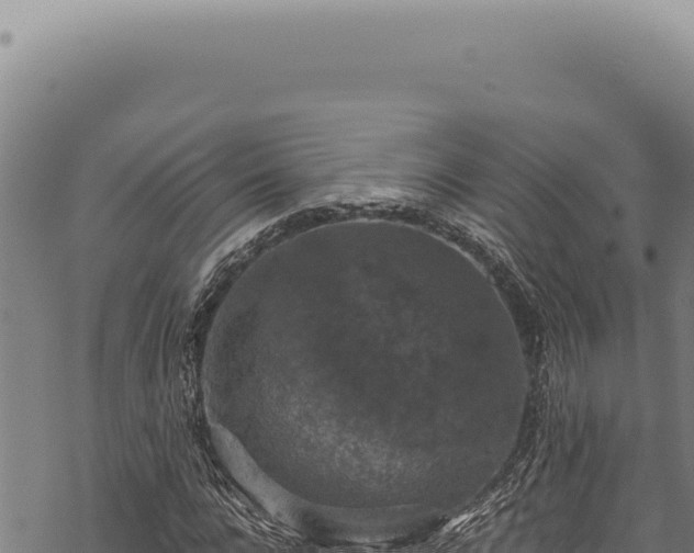 X0000068840920200605121403