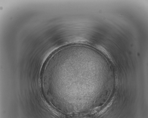 X0000068840924200605121403