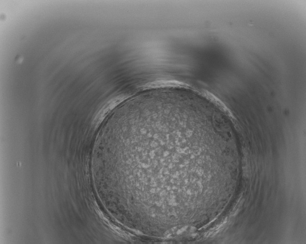 X0000068840937200605121403