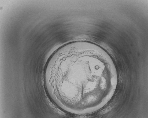 X0000068840950200605121403