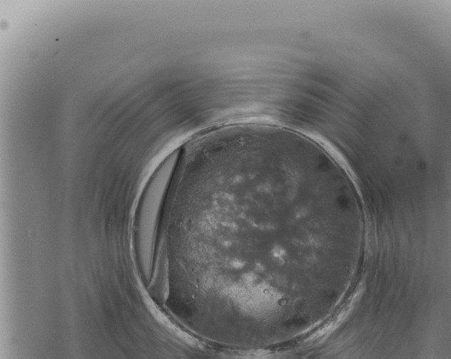 X0000068840957200605121403