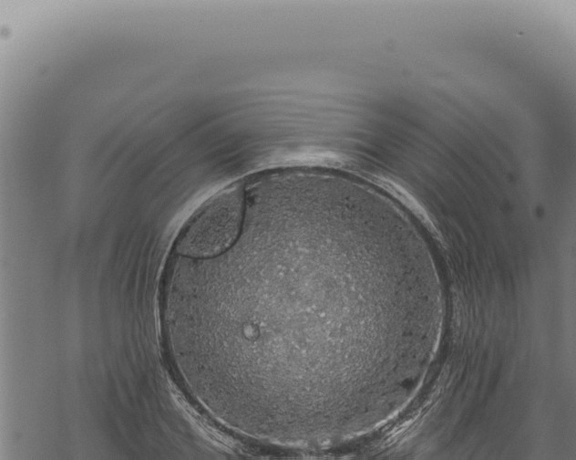 X0000068840980200605121402