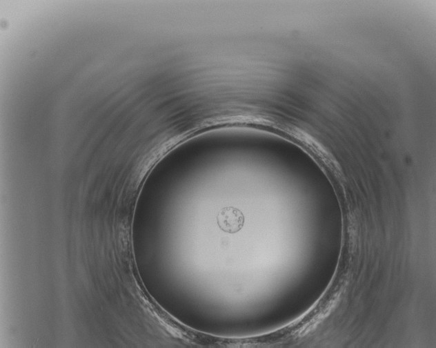 X0000068840993200605121402