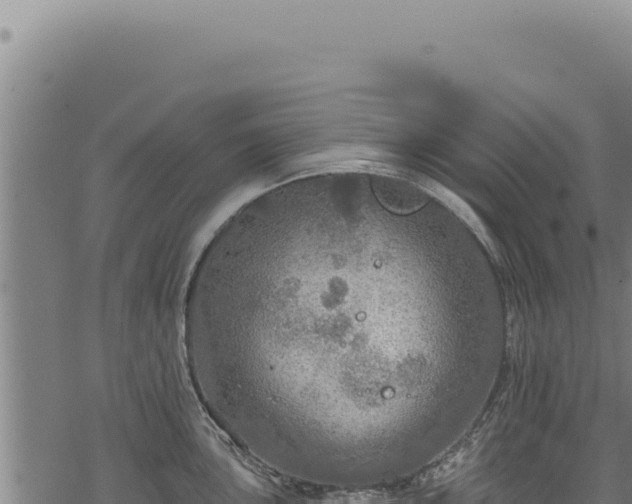 X0000068841051200605121402