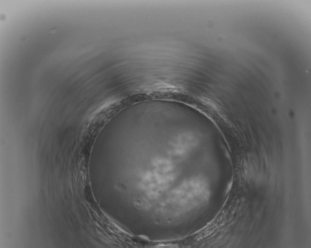 X0000068841063200605121401