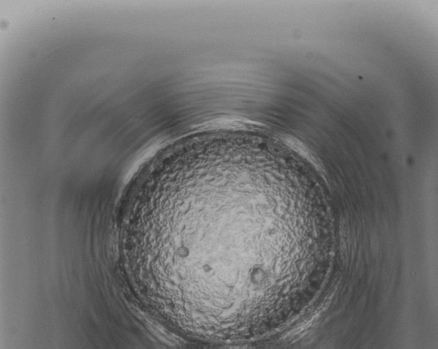 X0000068841067200605121401