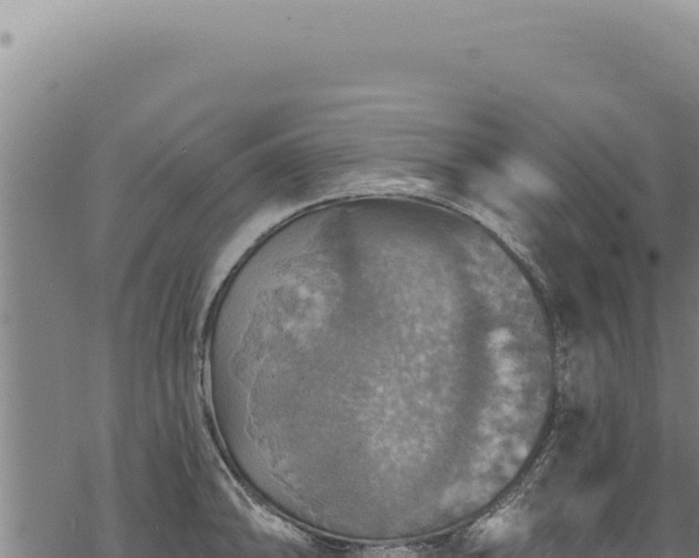 X0000068841094200605121400