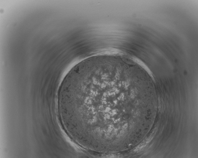 X0000068841099200605121400