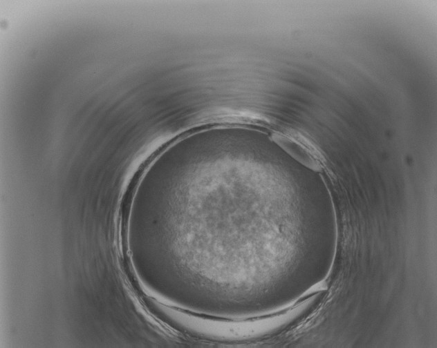 X0000068841128200605121400