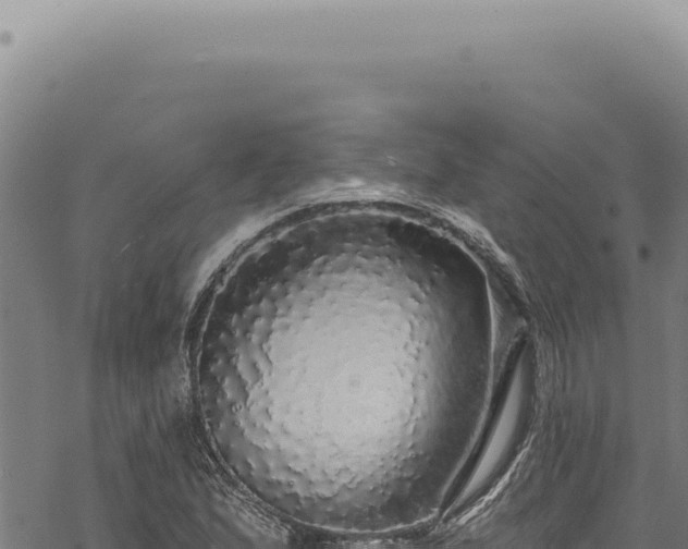 X0000068841167200605121359