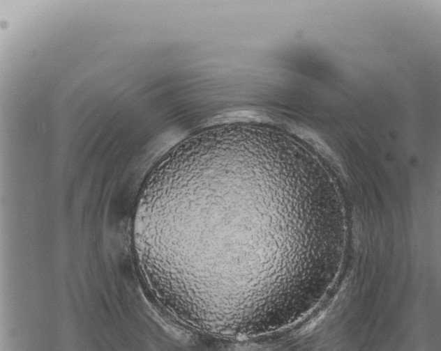 X0000068841233200605121358