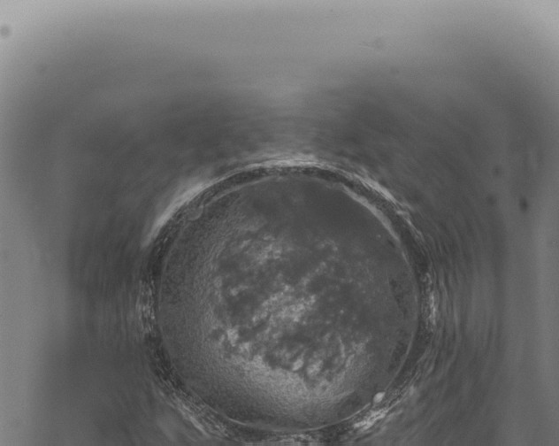 X0000068841255200605121358