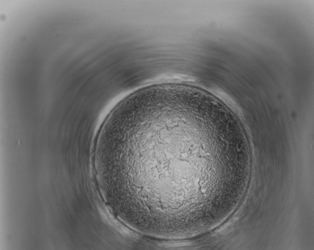 X0000068841296200605121357