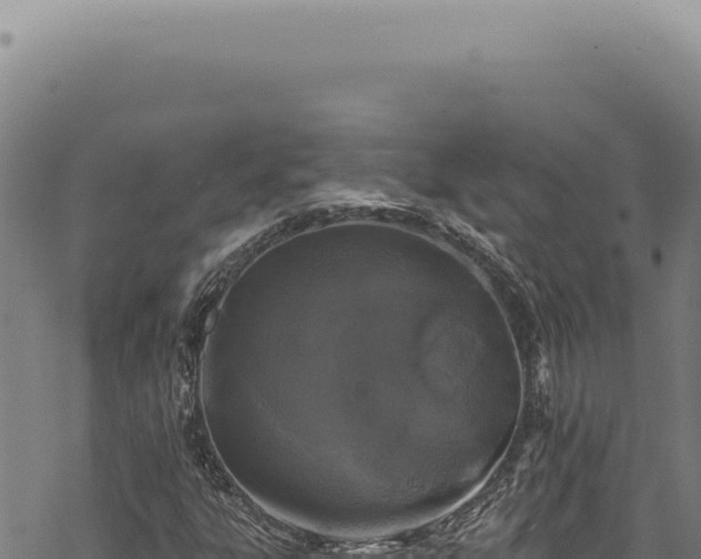 X0000068841303200605121356