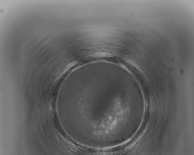 X0000068841305200605121356