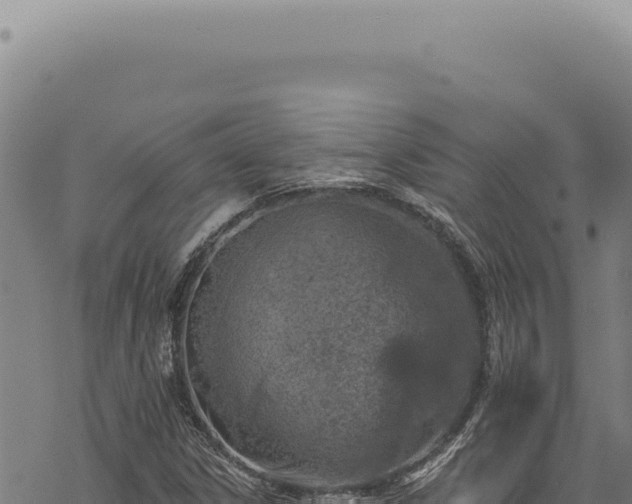 X0000068841306200605121356