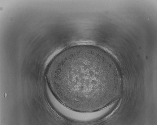 X0000068841317200605121356