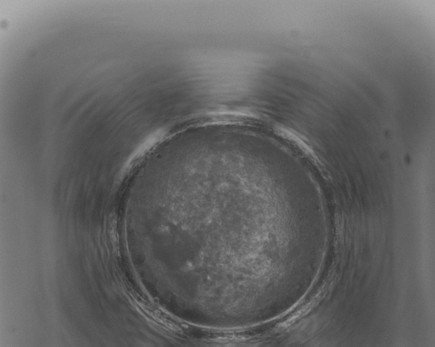 X0000068841403200605121355