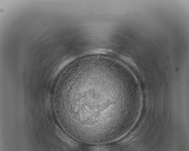 X0000068841404200605121355