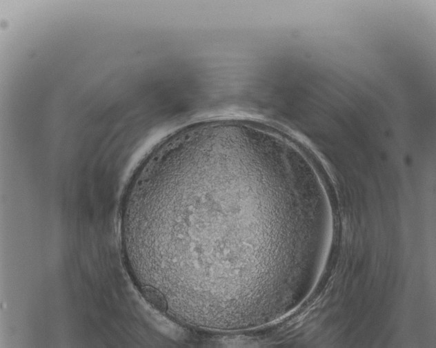 X0000068841416200605121355