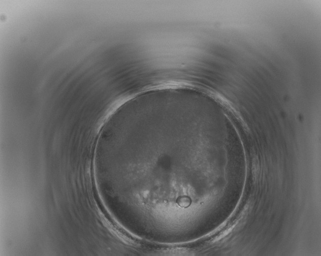 X0000068841417200605121355