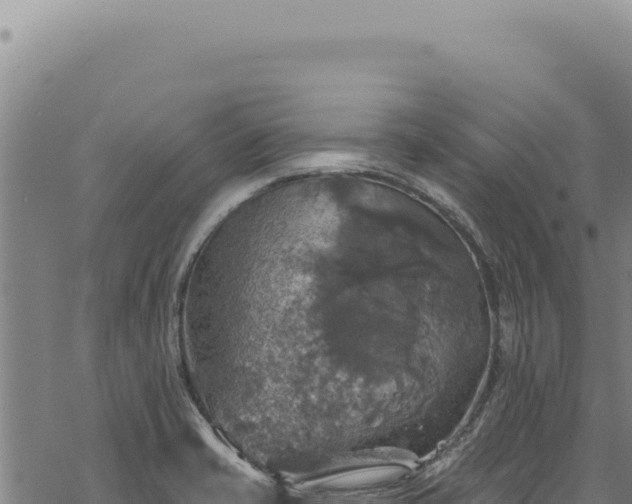 X0000068841421200605121355