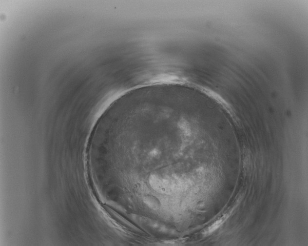 X0000068841423200605121355