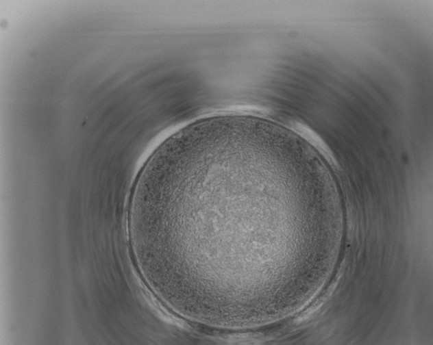 X0000068841436200605121355